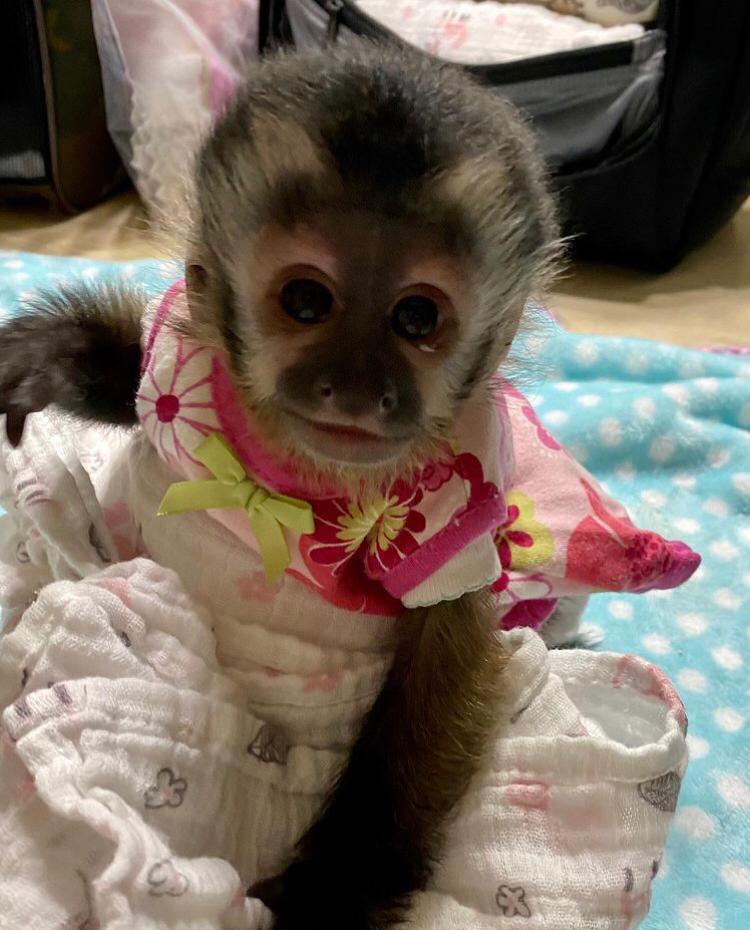 Cute baby Capuchin Monkey For Adoption Creature Classifieds